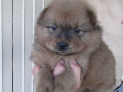 lindos filhotes de chow chow