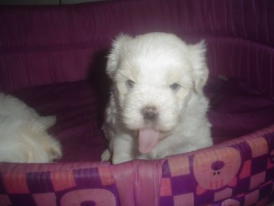 Lindos machinhos de Lhasa branco com manchinhas creme