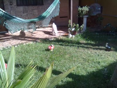 HOSPEDAGEM DE CÃES - TAU