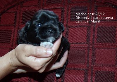 Filhotes de shih tzu