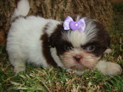 Yorkshire, Shih-tzu e Pug lindos filhotes - canil em Curitiba 