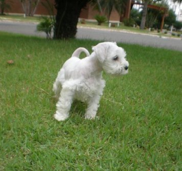 Canil Especilizado em SCHNAZUER BRANCO - Temos os mais belos filhotes !!