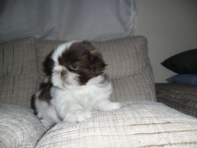 Filhotes de Shih Tzu Linhagem Cholocate de Olhos Verdes