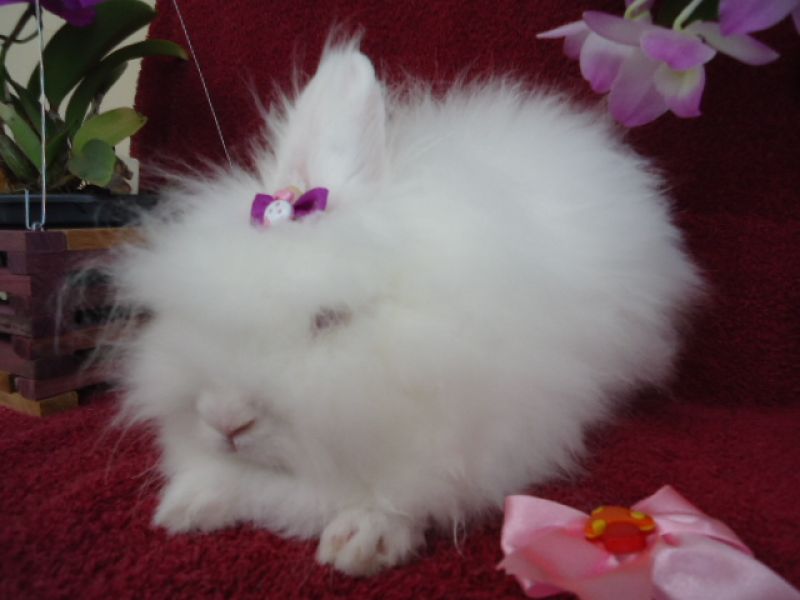 Mini Coelhos F& J...