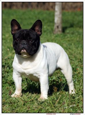 Buldogue Frances filhotes