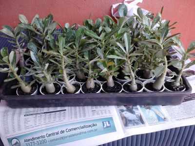 Mudas de rosa deserto