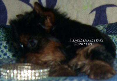 YORKSHIRE MICRO A PRONTA ENTREGA 