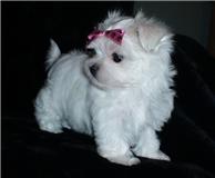 Venda Permanente de Maltês, Yorkshire,Spitz Alemão