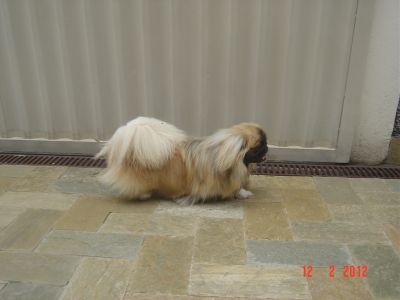 Pequinês - Filhote - macho