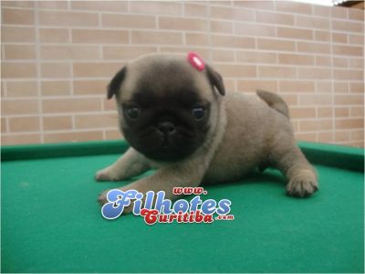 PUG EM CURITIBA LINDOS FILHOTES