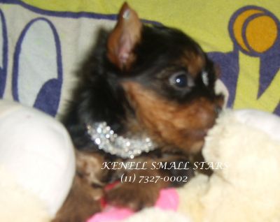 YORKSHIRE MICRO A PRONTA ENTREGA 