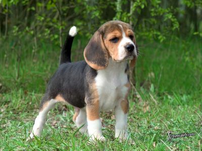 Filhotes de Beagles