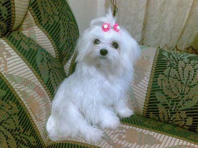 venda de filhotes de maltes