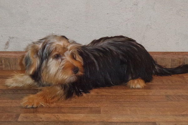 Filhote macho de yorkie - PROMOÇÃO