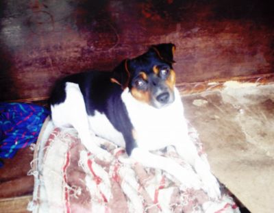 terrier brasileiro(fox paulistinha)