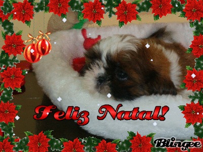 Shih tzu, Filhotes R$550,00 Promoção de Natal Imperdível