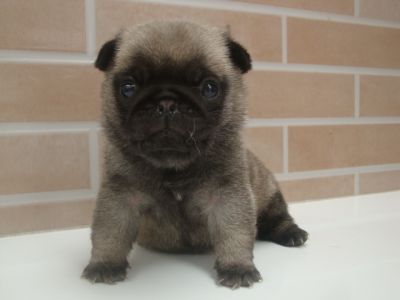 Pug Filhotes em Curitiba - Canil de Pug em Curitiba