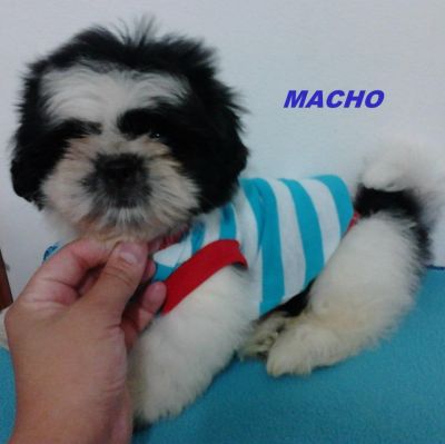 Lindos filhotes de shi tzu