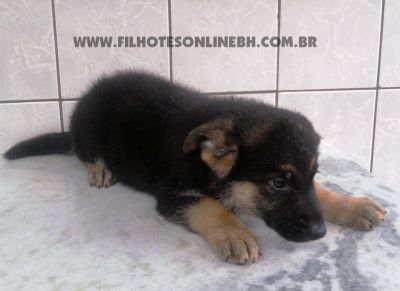 Pastor Alemão - Canil Filhotes On Line BH