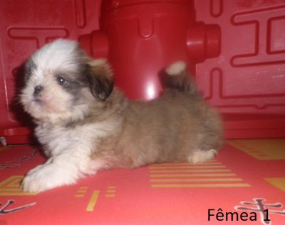 Filhote de Shih Tzu - Promoção