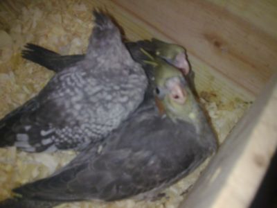 Calopsitas mansas e ariscas