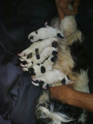 Lindos filhotes de Lhasa Apso machos e fêmeas p/ venda / 3445-3757 / 6214-4170