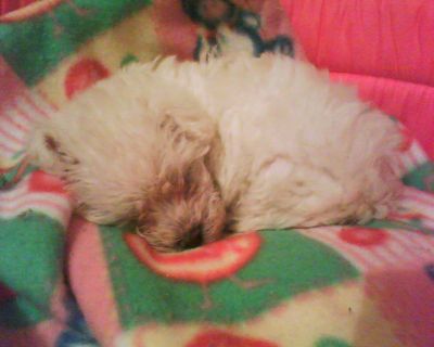 Seu Melhor Amigo em até 12x.Diversas raças.Consulte-nos.