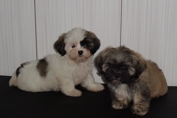 Filhote de Lhasa Apso Macho