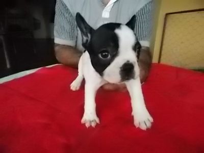 VENDA DE FILHOTES DE BULLDOG FRANCES