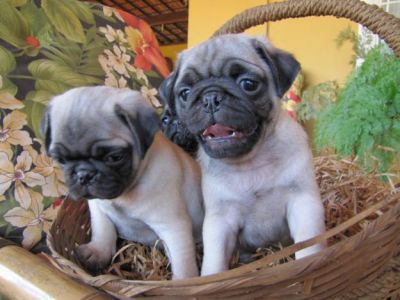 vendas de filhotes de pug