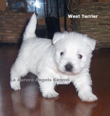 Bichon Frise, Coton de Tulear, maltês e West Terrier - filhotes com pedigree