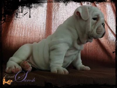 bulldog inglês macho