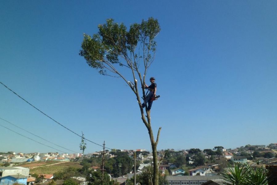 Eng Ambiental corte e Poda De Arvores