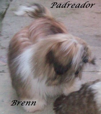 shih-tzu menor porte 3.5kg branco e chocolate SP 11-2279-7645