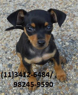 Gracinhas de Pinschers.AQUI.