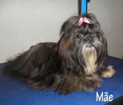 Filhote de Lhasa Apso