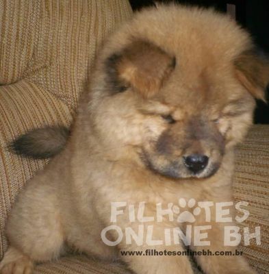 Chow chow - Canil Filhotes On Line BH