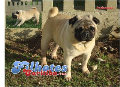 PUG LINDOS FILHOTES - CANIL EM CURITIBA