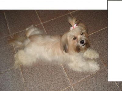 Vendo filhote de Lhasa Apso