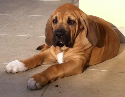 Fila Brasileiro - Pedigree CBKC/FCI