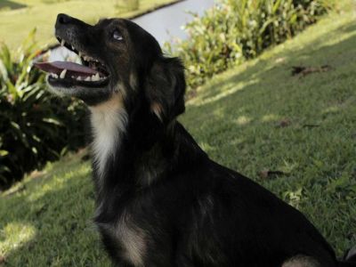 Jw Passeador de Cães