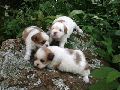 lindos filhotes de shitzu,lhasa-apso,poodle,chow chow,buldog fraçes bebelos