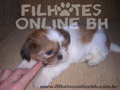 Shih Tzu - Canil Filhotes On Line BH