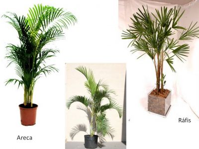 Decorações, locação de folhagens, Lembrancinhas e convites. Tudo para sua festa