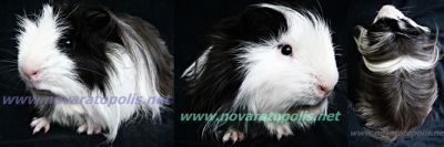 Porquinhos da Índia Peruanos, Shelties e Angorás!! - Lindos Filhotes Rio de Janeiro!