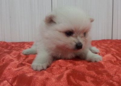 Linda Fêmea de Sptiz Alemão - Lulu da Pomerânia