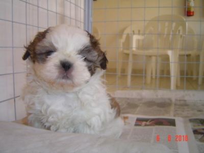 Saudável, bonita mini-shih tzu filhote de cachorro para  venda