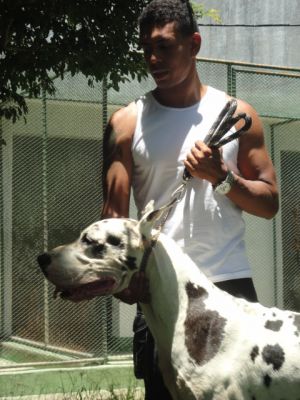 Filhotes de Dogue Alemao