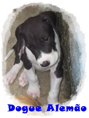 Dogue Alemão  Filhote  Macho Mantado  o último  50 dias 