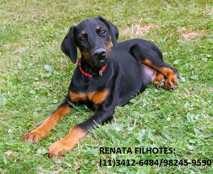 Filhotes de Dobermann à venda em SP e ABc
